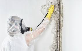 Trusted Weigelstown, PA Mold Removal Experts